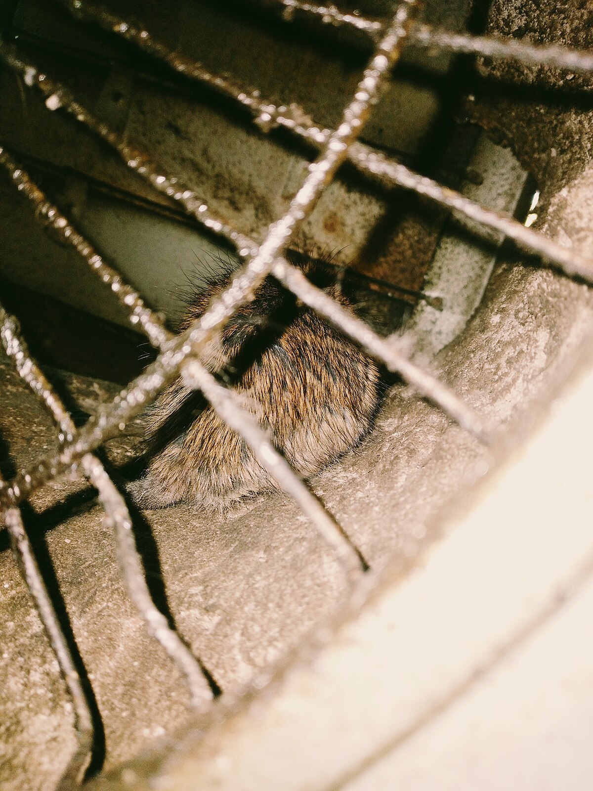 Rats dans les combles et grenier