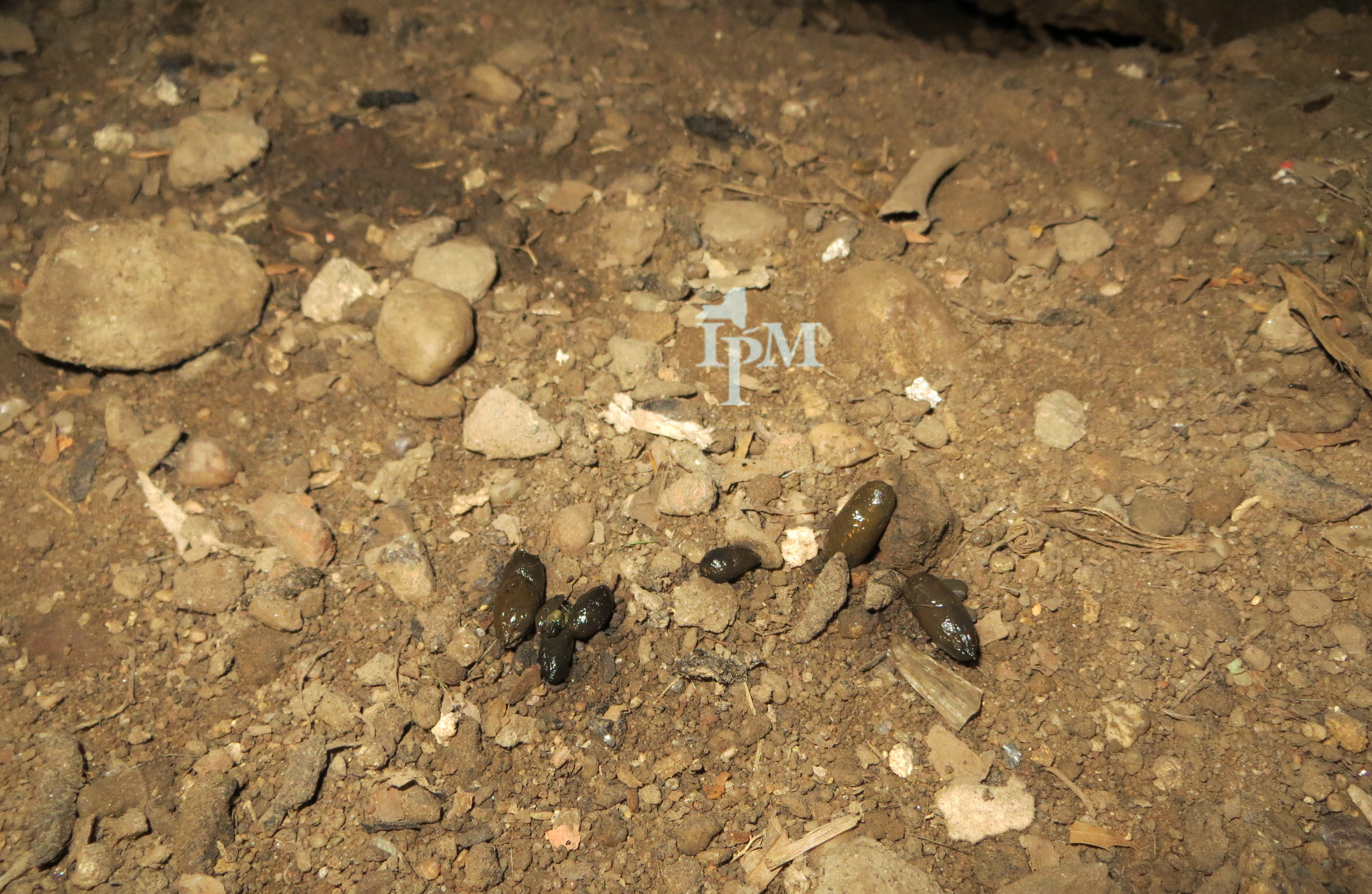 Crottes de rats - signe infestation