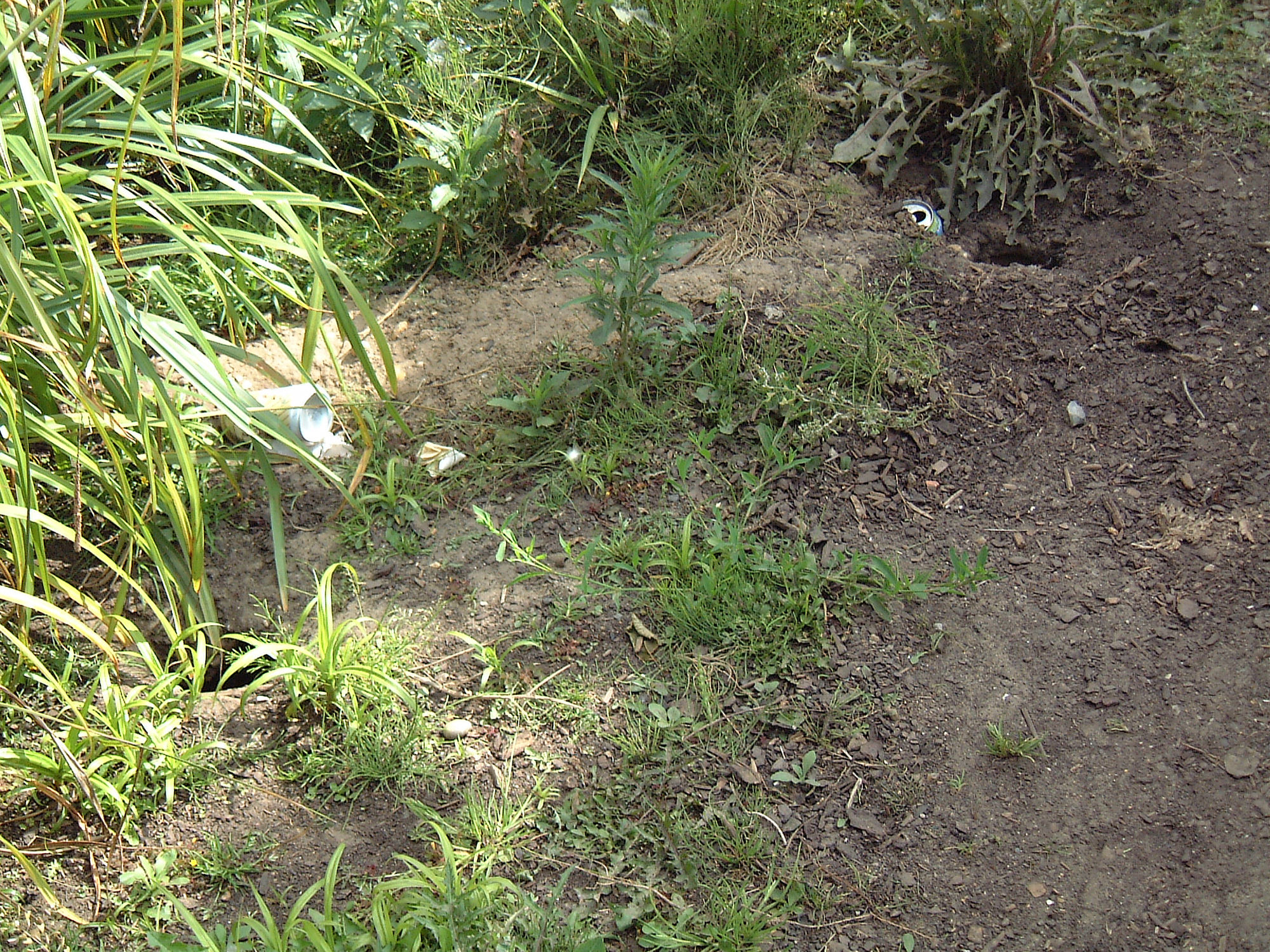 Trous de rats dans les murs et sols