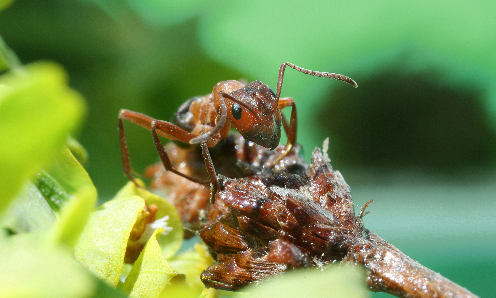Fourmis dans la cuisine pres de nourriture