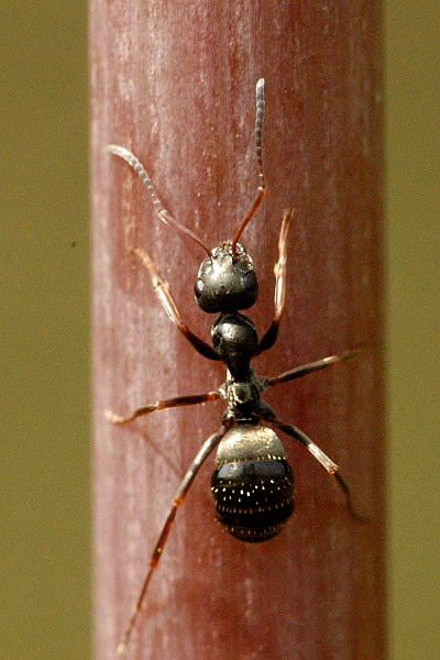 Fourmis lasius en colonie