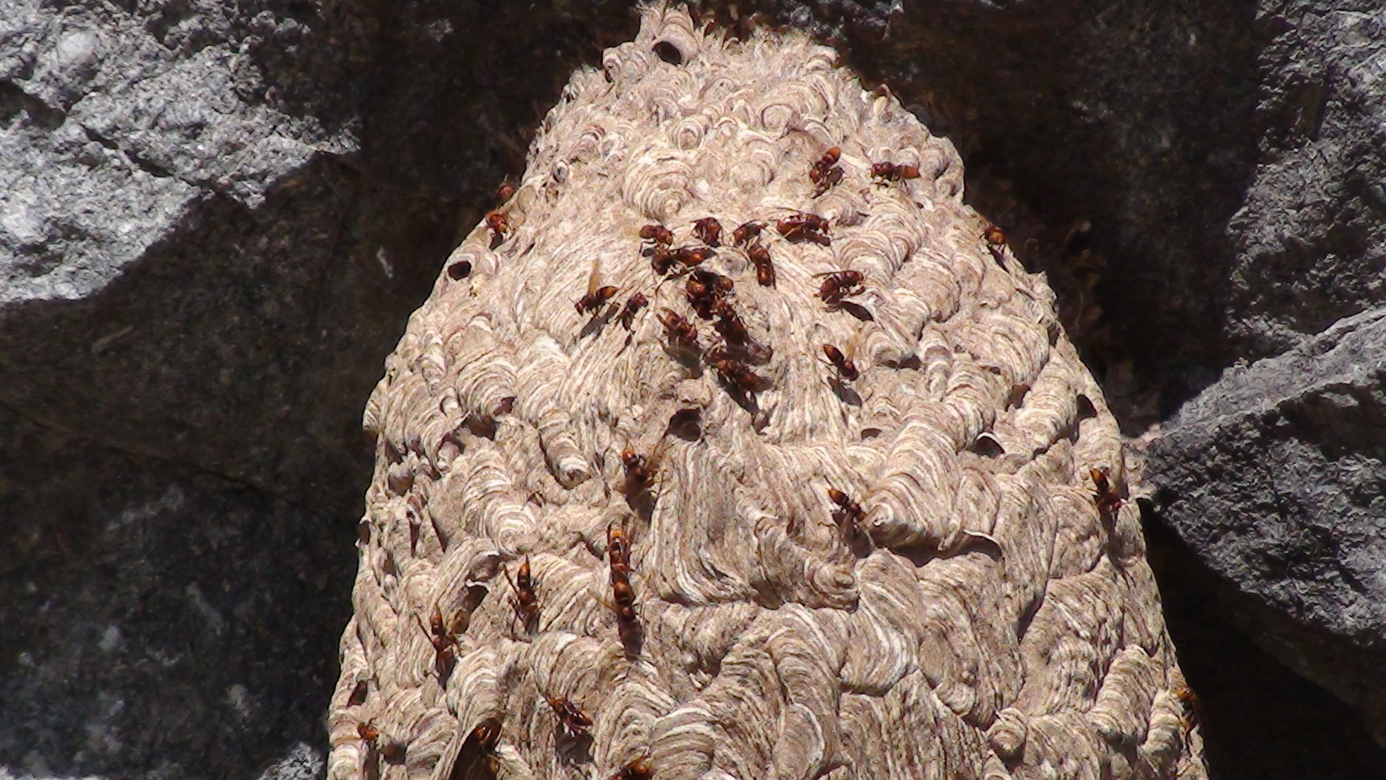 Nid de guepes extérieur