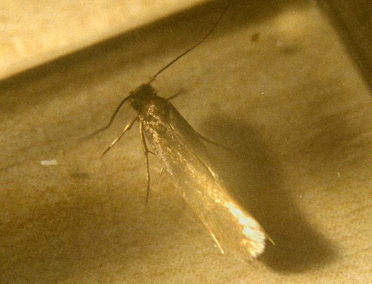 Mite textile sur vetement