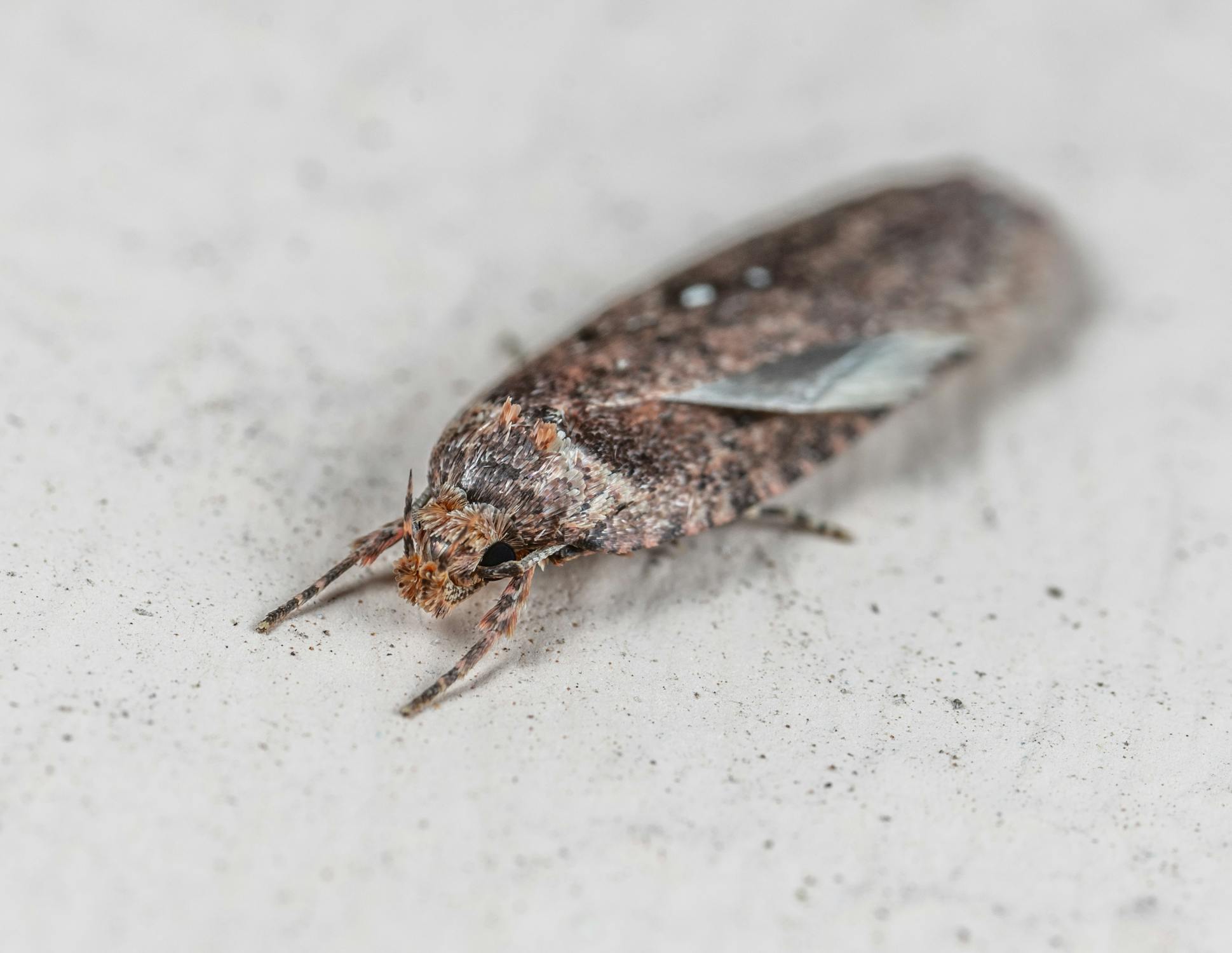 Trous dans les vetements causes par mites textiles